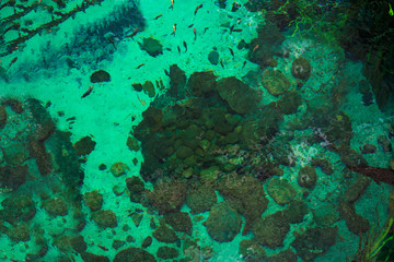 Tropical lake with fishes, plants and rocks. Top view.

