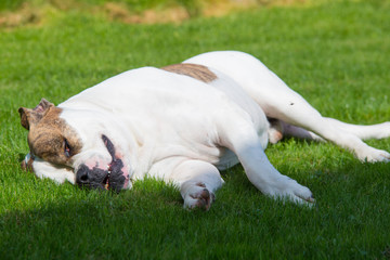 Lazy sleeping dog on green soft lawn
