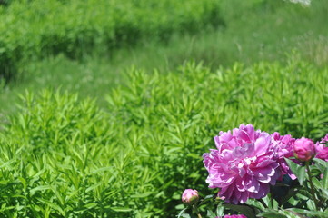 A flower of a pink peony on a background of green dense grass