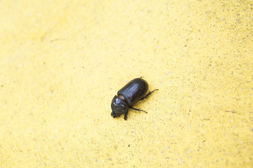 Dead beetle on yellow cement wall