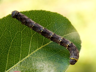 caterpillar to the list
