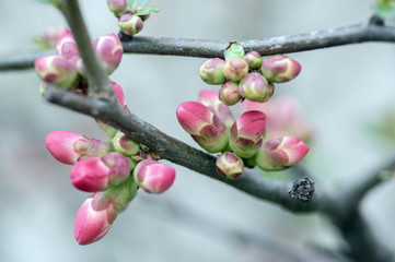 Fototapeta na wymiar Ornamental shrub Chaenomeles japonica cultivar superba