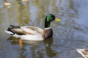 Male mallard with green head and brown feathers swimming on small pond in sunlight