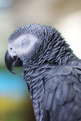 Big Parrot. Psittacus. Grey parrot. African Grey 