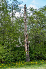 Fototapeta premium Standing Deadwood Tree