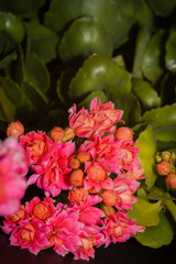 Succulent kalanchoe bloom