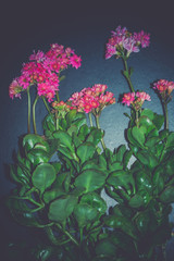 Succulent kalanchoe bloom