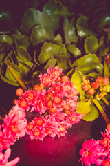 Succulent kalanchoe bloom