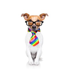 gay pride dog