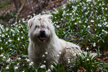 Dog in a snowdrops field