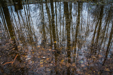 Trees reflected in puddle