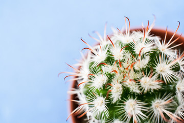 Close-up cactus with white thorns and long orange leaves in round pot on pale blue background.