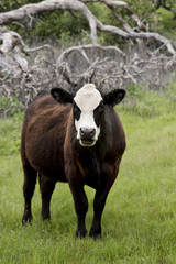 Naklejka na ściany i meble Domestic Cow in a Meadow