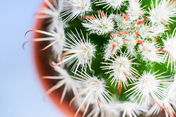 Close-up top view of part of exquisite Echinocereus cactus.