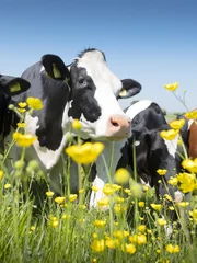 Fototapeten schwarze und weiße kühe kommen an einem sonnigen tag in den niederlanden in der nähe von gelben frühlingsblumen in holländischer grüner graswiese unter blauem himmel © ahavelaar