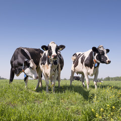 black and white cows in green grassy dutch summer meadow with flowers and blue sky in the netherlands between utrecht and Leerdam