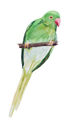 green parrot watercolor illustration isolated