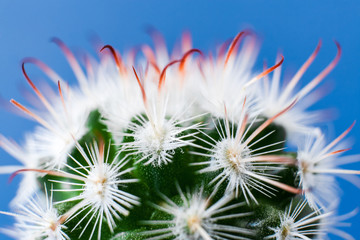Close-up top part of elegant Echinocereus cactus with white thorns on blue background.