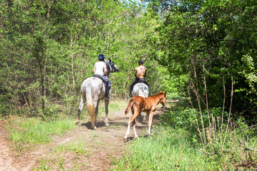 Two riders walking in green forest by horses. Little cute foal following adults. Back view. Summer family activity concept