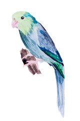 Blue watercolor bird isolated on a white background