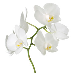 Plakat white orchid on white background
