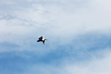 Fototapeta na wymiar Seagull flying across a blue sky with light cloud