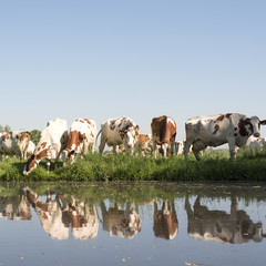 red and white cows under blue sky in green grassy meadow reflected in water of canal on sunny spring day in the netherlands near Leerdam