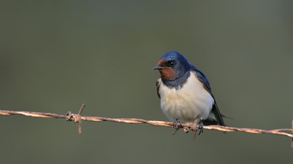 Barn swallow - Hirundo rustica, Crete 
