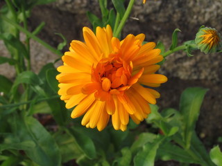 Orange calendula officinalis blossom close-up, a plant used in gastronomy and traditional medicine, treat minor injuries and burns