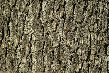 background, texture - gray rough fir tree bark