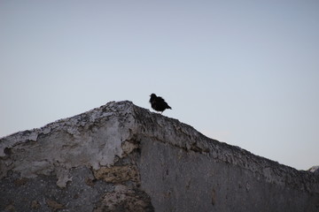 Foto di un uccello nero su di un tetto