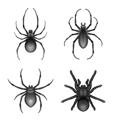 Black spider set on a white background