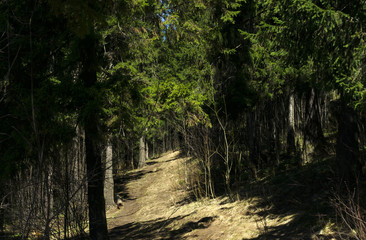 sunny path on a slope in a shady spring mountain spruce forest