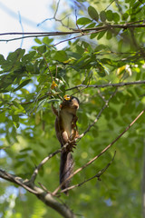 Eichhörnchen im Geäst