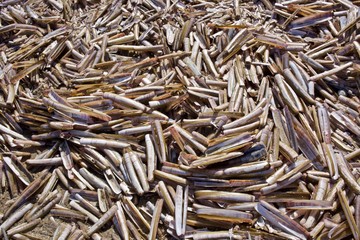 Muscheln am Strand