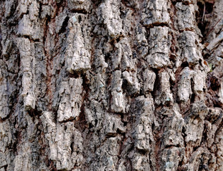 Tree bark texturel background