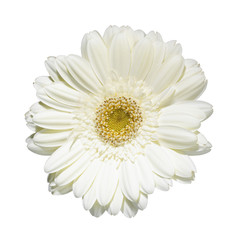 WHITE GERBERA FLOWER ISOLATED ON WHITE BACKGROUND