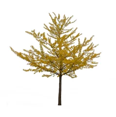 Fototapete Bäume Lokalisierter gelber Ginkgobaum auf weißem Hintergrund.