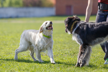 Labrador retriever barking with mixed breed dog in the park