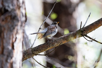 Fieldfare on a branch of a pine
