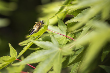 Bee on leaves