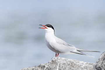 Beautiful Common Tern
