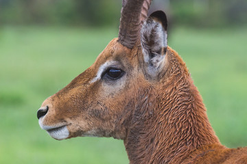 Rain-soaked impala ram