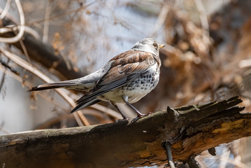 Fieldfare on a branch of a pine