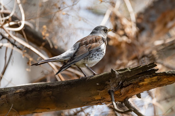 Fieldfare on a branch of a pine