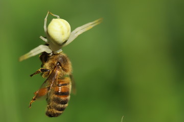 Spider with its prey, a bee