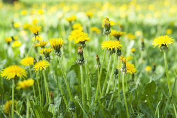 Spring flowers yellow dandelions on the background of green grass. Beautiful spring background with dandelions