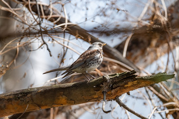Fieldfare on a branch of a pine