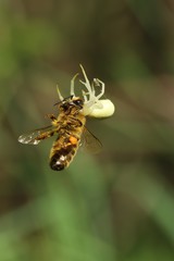 Spider with its prey, a bee