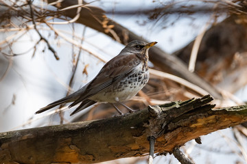 Fieldfare on a branch of a pine